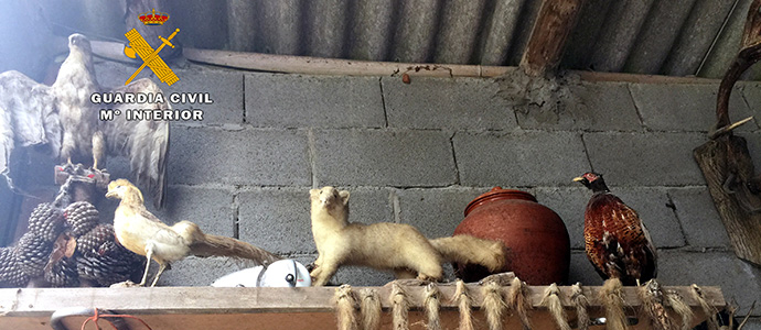 La Guardia Civil halla en una explotacin de Puente Viesgo animales disecados y vivos sin autorizacin