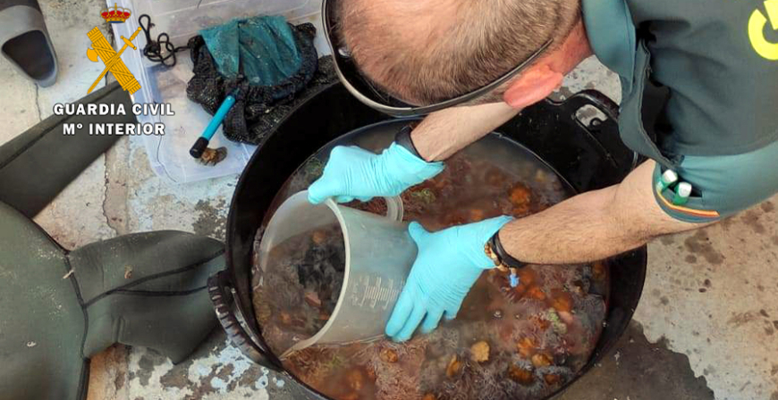 La Guardia Civil incauta ms de 90 kg de anmonas a tres mariscadores furtivos 