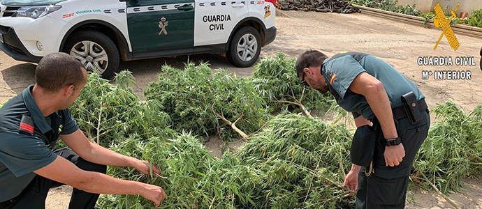 La Guardia Civil incauta ocho plantas de cannabis a un vecino de Herrera de Pisuerga