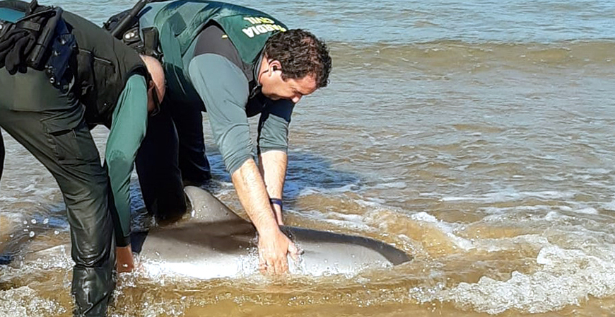 La Guardia Civil intent devolver al mar a un delfn listado que estaba varado en Laredo