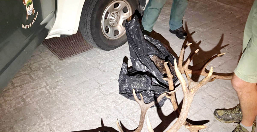 La Guardia Civil intercepta un vehculo en el que transportaban dos cabezas de venado