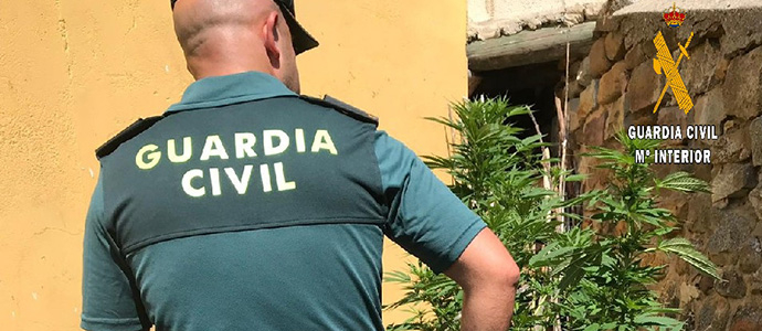 La Guardia Civil interviene 13 plantas de marihuana en la localidad palentina de Vaes
