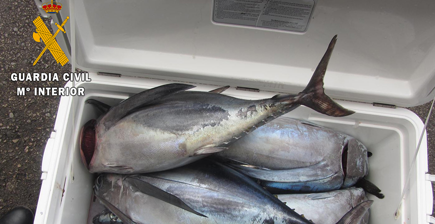 La Guardia Civil interviene 15 bonitos cuando iban a ser vendidos de forma ilegal a un restaurante