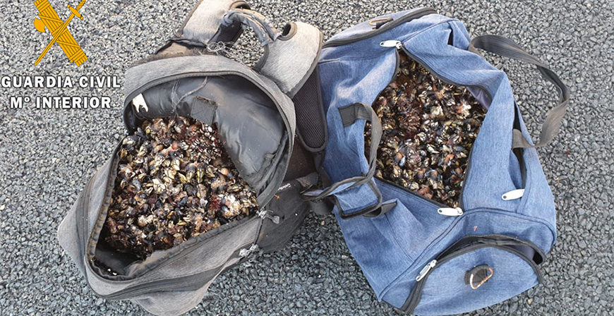 La Guardia Civil interviene 40 kilos de percebes por pesca ilegal