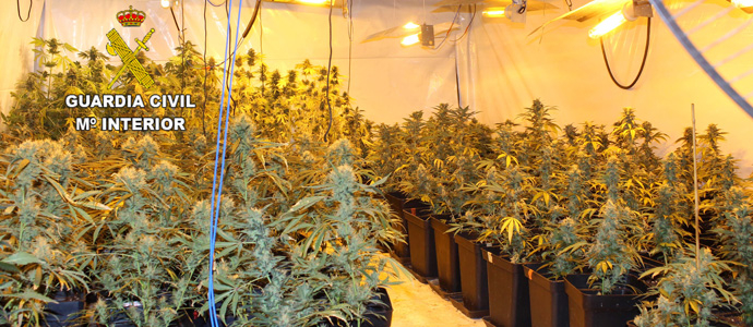 La Guardia Civil interviene 448 plantas de marihuana en dos plantaciones de Caranceja y Cabezn de la Sal