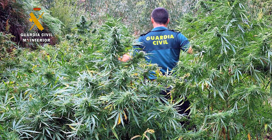 La Guardia Civil interviene unas 700 plantas de marihuana con un peso bruto superior a los 400 kilos