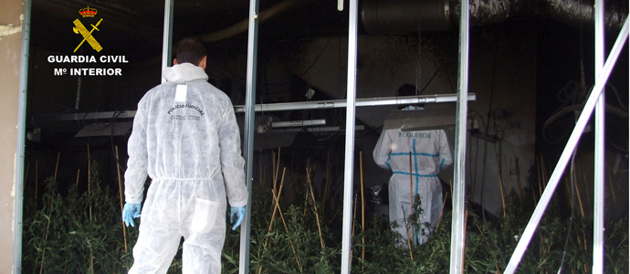 La Guardia Civil interviene casi 500 plantas de marihuana tras un incendio en una vivienda