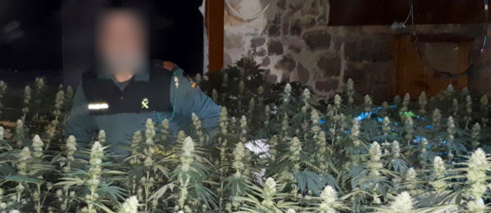 La Guardia Civil interviene cerca de 1.000 plantas de marihuana en dos plantaciones de Pesaguero y Ajo