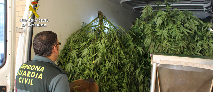 La Guardia Civil interviene cerca de 50 kilos de plantas de marihuana en Ceceas