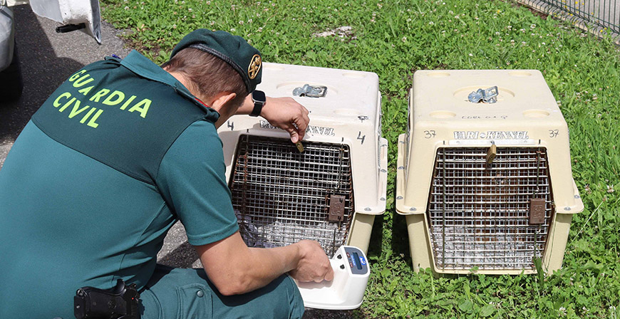La Guardia Civil interviene dos linces protegidos que haban sido vendidos de forma ilegal