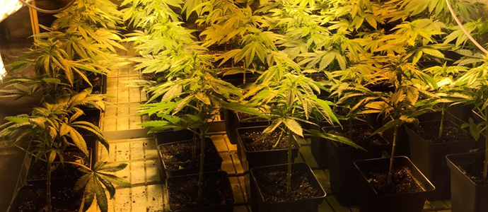 La Guardia Civil interviene ms de 100 plantas de marihuana en Valderredible
