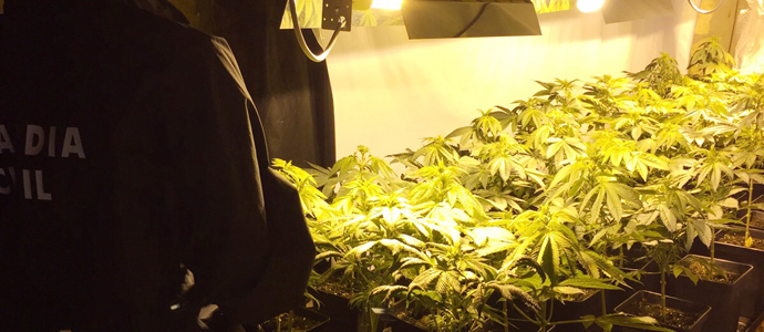La Guardia Civil interviene ms de 100 plantas de marihuana en Valderredible