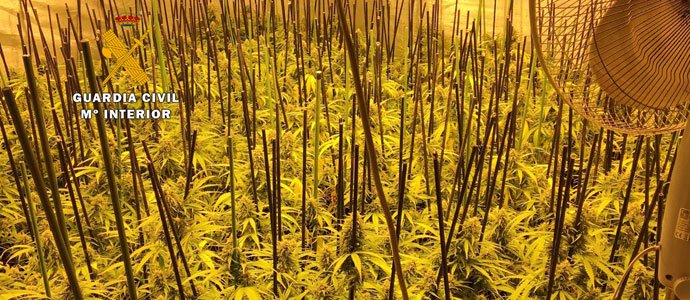 La Guardia Civil interviene ms de 1.100 plantas de marihuana en viviendas de Treto y Gama
