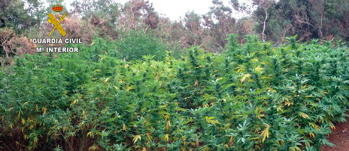 La Guardia Civil interviene ms de 200 plantas de marihuana en Igollo de Camargo