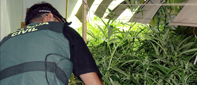 La Guardia Civil interviene ms de 2.500 platas de marihuana en los ltimos das en Cantabria
