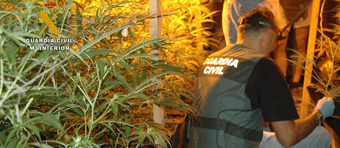La Guardia Civil interviene ms de 2.500 platas de marihuana en los ltimos das en Cantabria