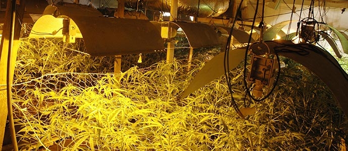 La Guardia Civil interviene ms de 2.500 platas de marihuana en los ltimos das en Cantabria