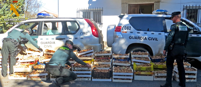 La Guardia Civil de Palencia interviene ms de 2.7 toneladas de setas recolectadas irregularmente