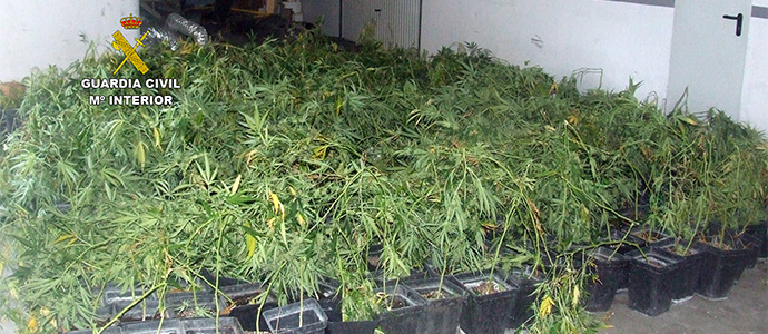 La Guardia Civil interviene ms de 500 plantas de marihuana en una plantacin 'indoor' en Arnuero 