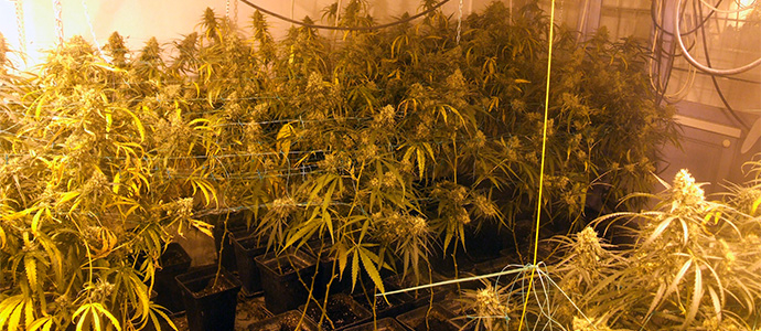 La Guardia Civil interviene ms de 500 plantas de marihuana en una plantacin 'indoor' en Arnuero 