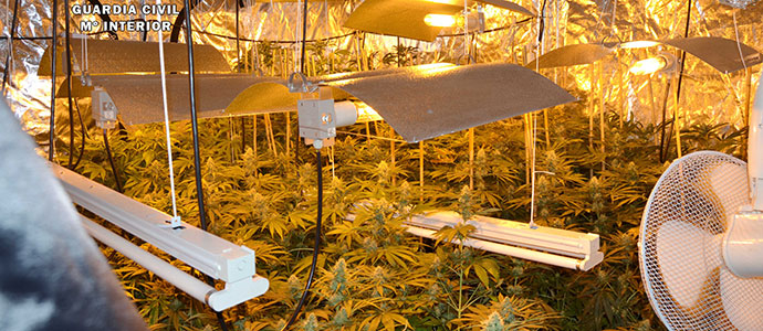 La Guardia Civil interviene ms de 580 plantas de marihuana en una vivienda alquilada de Penagos
