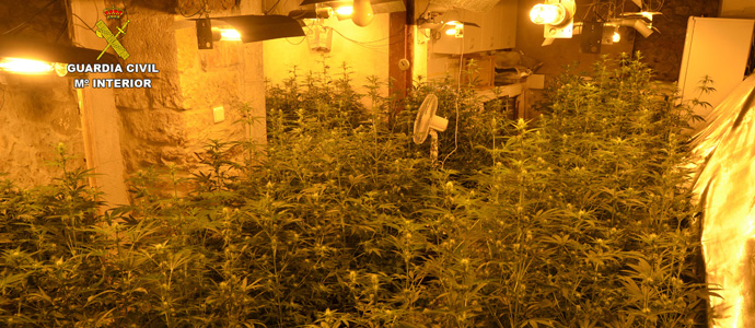 La Guardia Civil interviene 1.600 plantas de marihuana en Penilla de Villafufre 