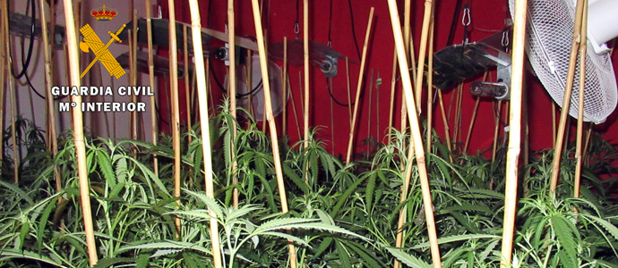 La Guardia Civil interviene en Treto casi 300 plantas de marihuana en el interior de una casa