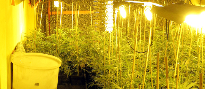 La Guardia Civil interviene en Treto casi 300 plantas de marihuana en el interior de una casa