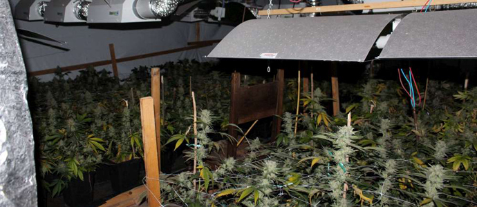 La Guardia Civil interviene en Vargas y Torrelavega 337 plantas de marihuana