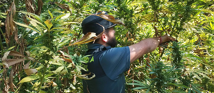 La Guardia Civil intervine en un local de Guarnizo marihuana, hachs y ms de 4.000 euros