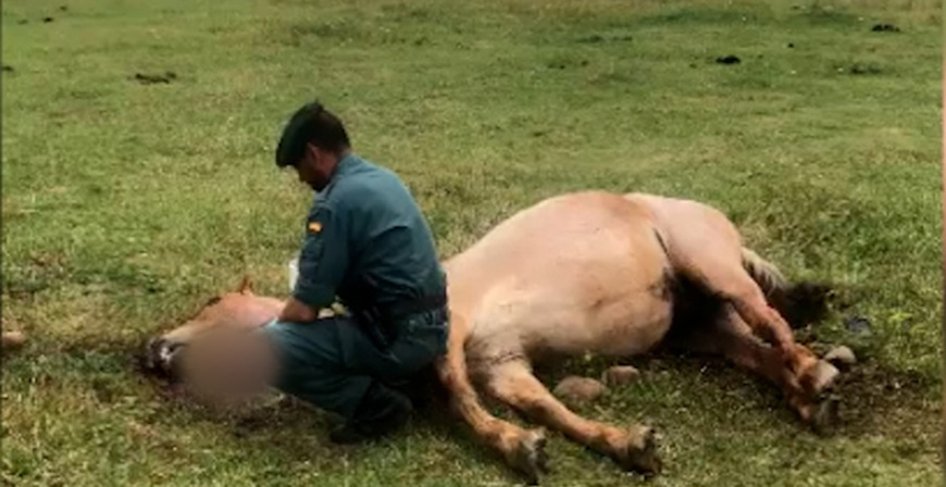 La Guardia Civil investiga al presunto autor de matar un caballo en una finca de Nestares