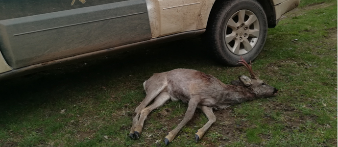 La Guardia Civil investiga a un cazador cntabro por abatir un corzo en la Montaa Palentina