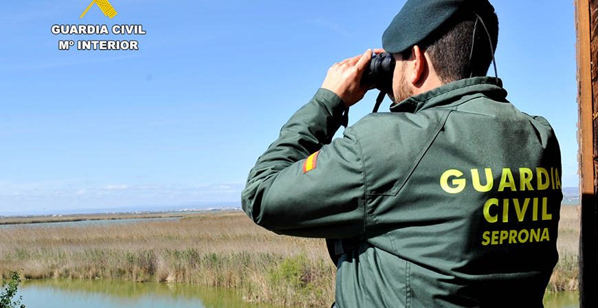 La Guardia Civil investiga a dos personas por destruir nidos con cras de golondrinas y aviones zapadores
