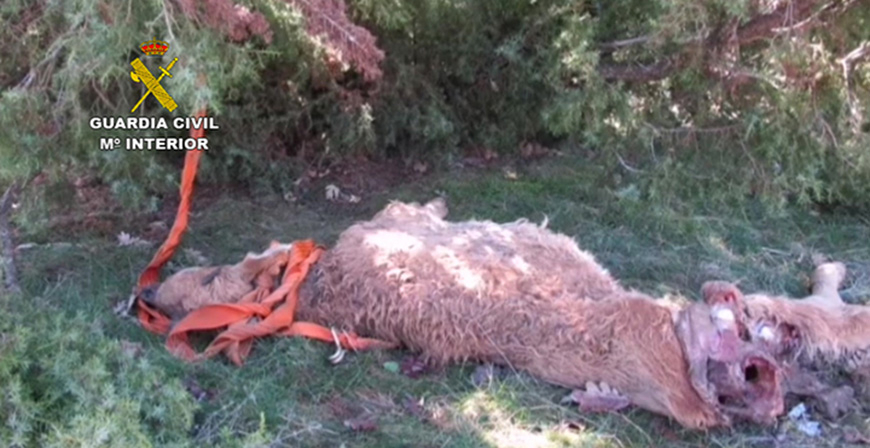 La Guardia Civil investiga a dos personas que fueron sorprendidas cazando lobos en el norte de Palencia