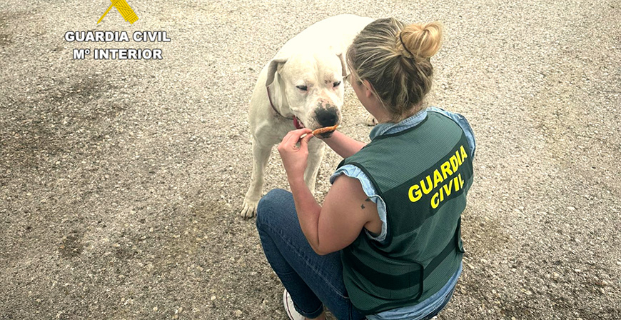 La Guardia Civil investiga a un hombre por dar varios puetazos y una patada a su perro 