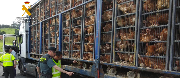 La Guardia Civil investiga a un hombre que transportaba 8.000 gallinas en un estado deplorable