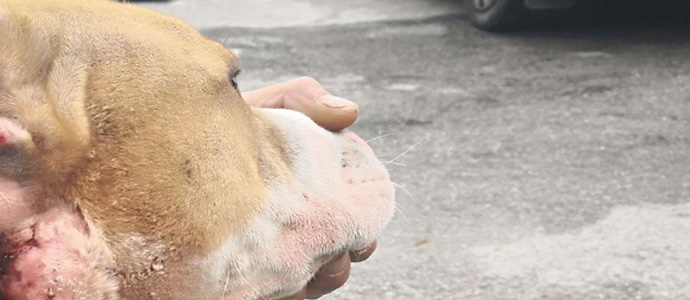 La Guardia Civil investiga a un menor por presunto maltrato y abandono de un perro
