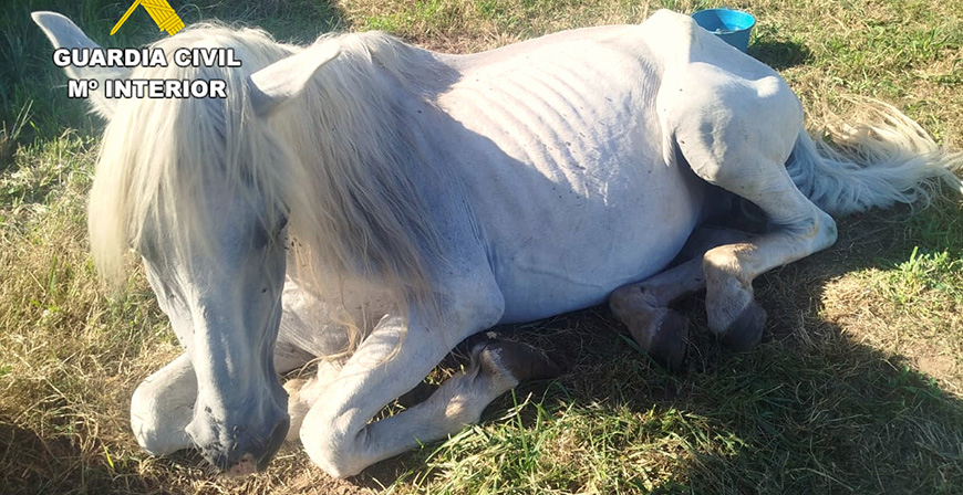 La Guardia Civil investiga a los presuntos autores del maltrato a dos perros y un caballo