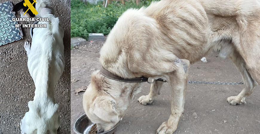 La Guardia Civil investiga a los presuntos autores del maltrato a dos perros y un caballo
