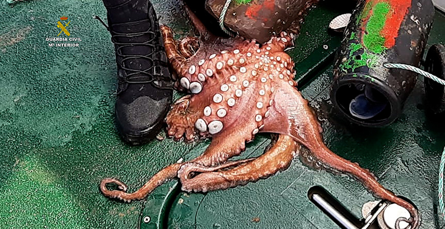 La Guardia Civil libera ms de 260 kilos de pulpos vivos atrapados en nasas ilegales propiedad de un furtivo en Santoa