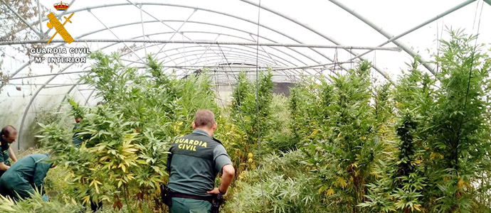 La Guardia Civil localiza un invernadero con marihuana dentro de una explotacin tomatera