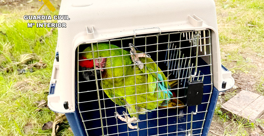 La Guardia Civil recupera un guacamayo robado en Cantabria