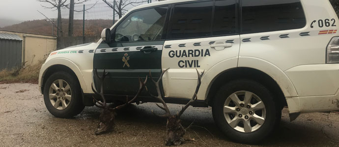 La Guardia Civil recupera tres cabezas de ciervo en la Montaa Palentina y Fuentes Carrionas