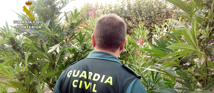 La Guardia Civil requisa ms de 100 plantas de marihuana y realiza tres detenidos detenciones