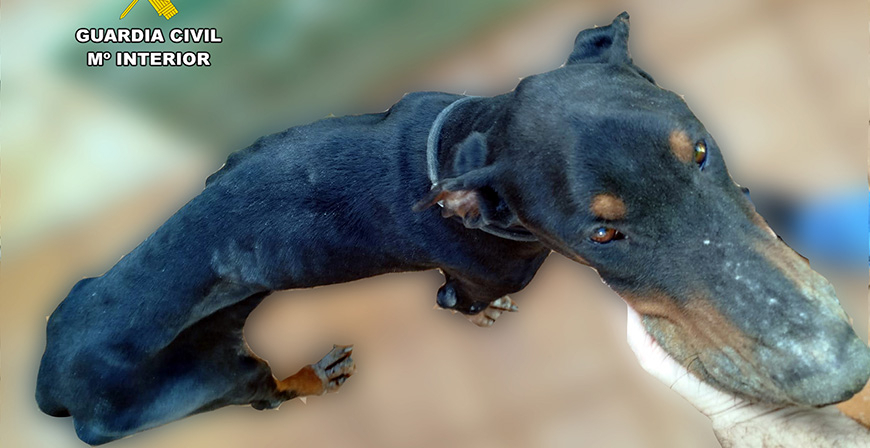 La Guardia Civil rescata un perro en estado de extrema delgadez e instruye diligencias como investigado a un hombre por maltrato animal