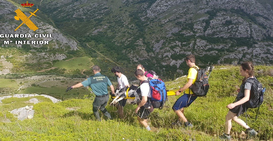 La Guardia Civil rescata a un perro lesionado en el Pico Espigete