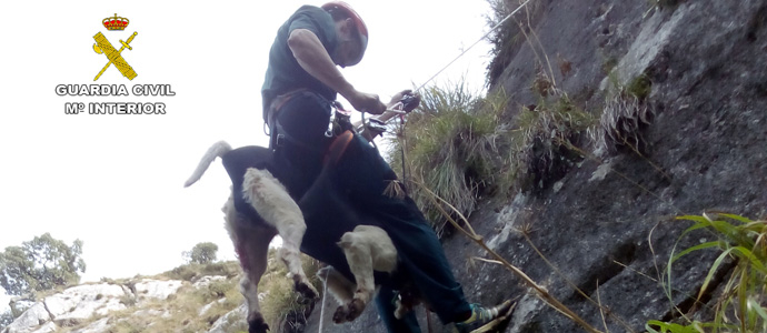 La Guardia Civil rescata a un perro en Picos de Europa 