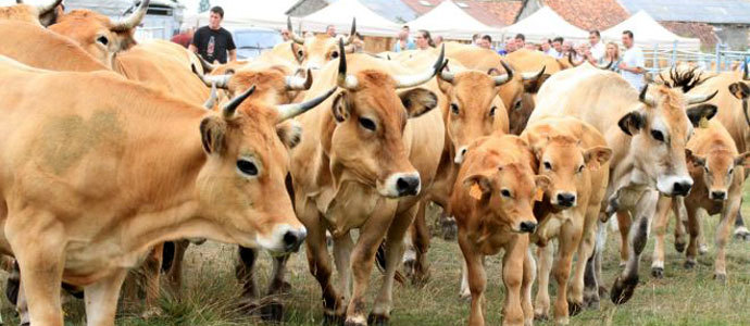 Hacienda accede a reducir la tributacin de los ganaderos de leche