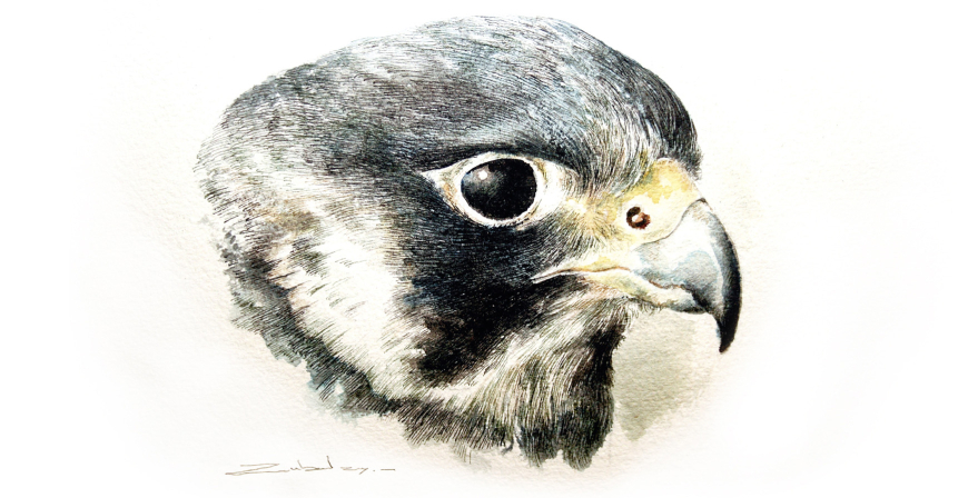 Halcn peregrino. Falco peregrinus