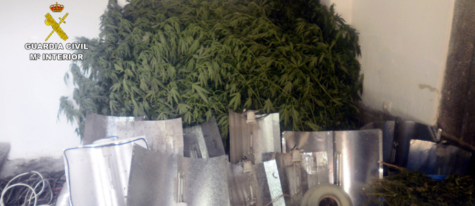 Hallan una plantacin de marihuana en el marco de una investigacin de robo de ganado